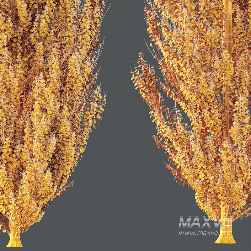 HQ Plants Acer X freemanii Freeman Maple Sapindaceae Armstrong Set02 - Image 4