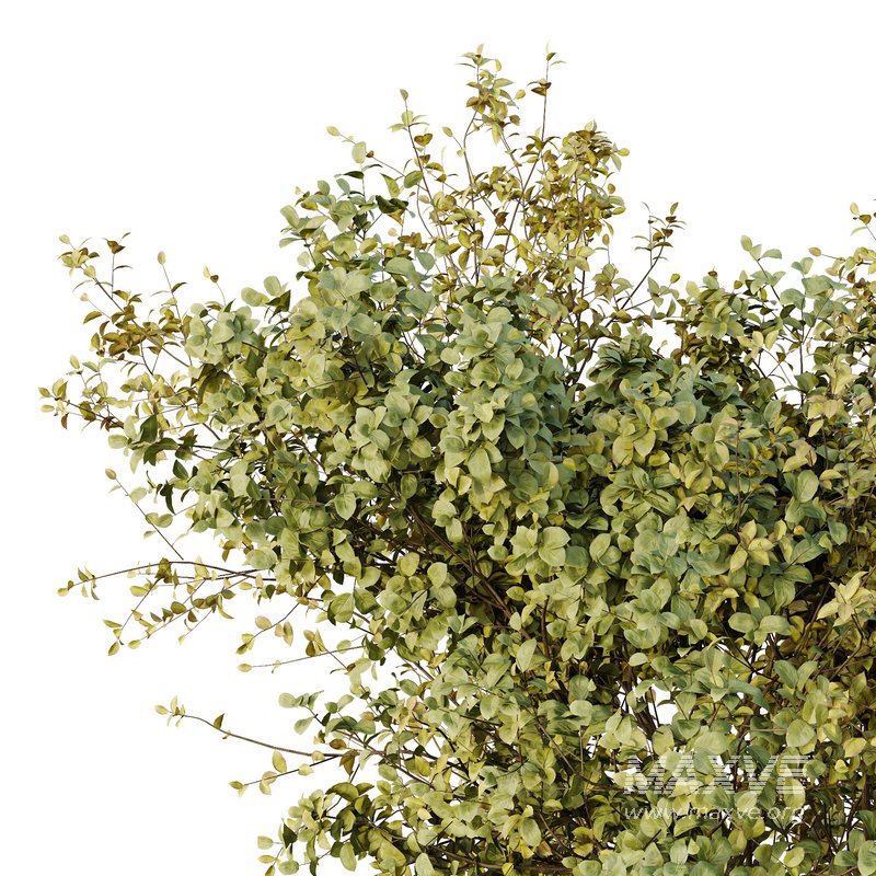 HQ Tree and bush garden box outdoor VOL 43 - Image 4