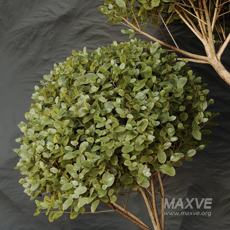 HQ Plants Indoor Set Box Glass03 - Image 3