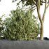 HQ Tree and bush garden box outdoor VOL 34 - Thumbnail 4