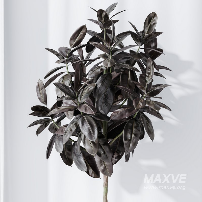 HQ HousePlants Rubber Ficus Elastica Abidjan Melany Set05 - Image 4