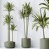 HousePlants Dracaena Warneckii Lemon Lime Cane Dragon Set02 - Thumbnail 4