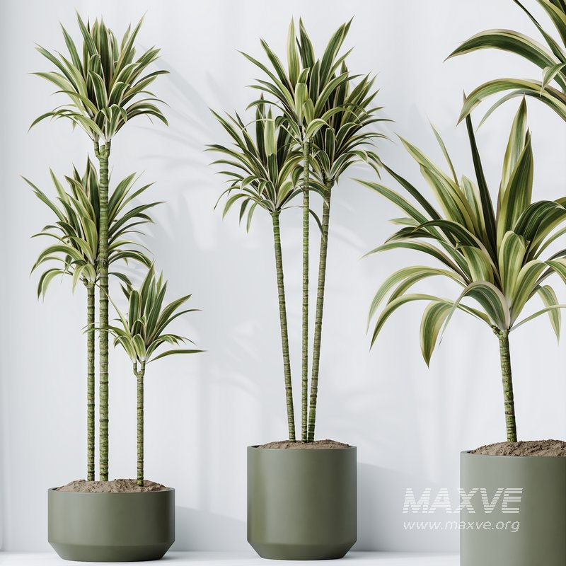 HousePlants Dracaena Warneckii Lemon Lime Cane Dragon Set02 - Image 4