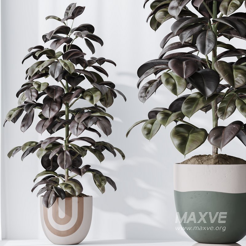 HQ HousePlants Rubber Ficus Elastica Abidjan Melany Set06 - Image 4