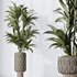 HQ HousePlants Dracaena Warneckii Lemon Lime Cane Dragon Set05 - Thumbnail 4