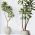 HQ HousePlants Euphorbia Drupifera Sunshine Agaveville Set03 - Thumbnail 4