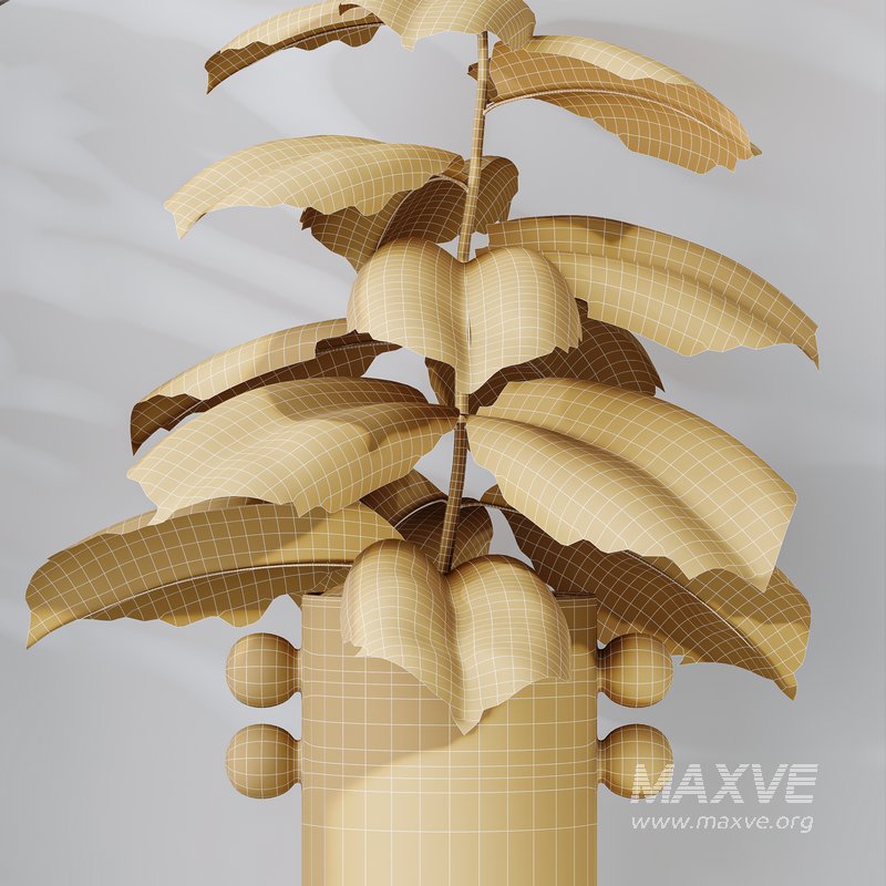 HQ HousePlants Rubber Ficus Elastica Abidjan Melany Set04 - Image 5