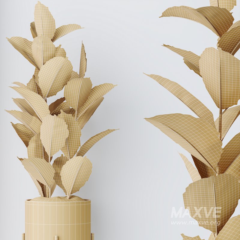 HQ HousePlants Rubber Ficus Elastica Abidjan Melany Set08 - Image 5