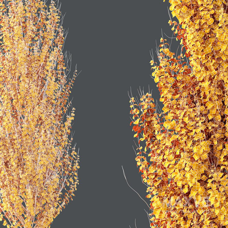 Plants Acer X freemanii Freeman Maple Sapindaceae Set05 - Image 5