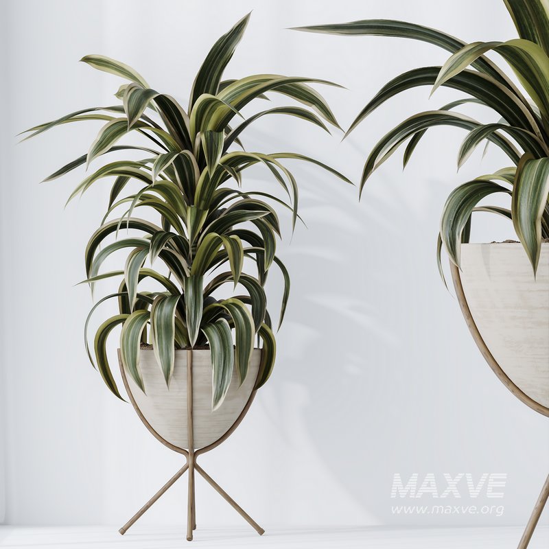 HQ HousePlants Dracaena Warneckii Lemon Lime Cane Dragon - Image 5