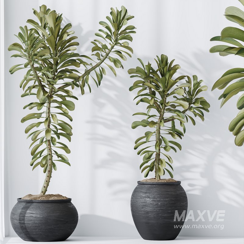 HQ HousePlants Euphorbia Drupifera Sunshine Agaveville Set01 - Image 5