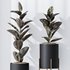 Rubber Ficus Elastica Abidjan Melany Vase 19 - Thumbnail 5