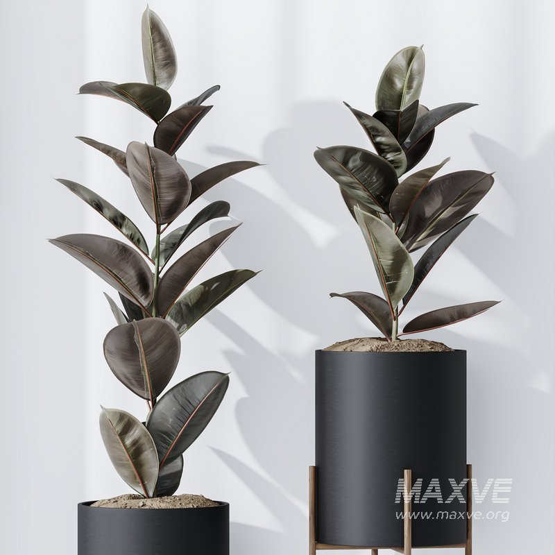 Rubber Ficus Elastica Abidjan Melany Vase 19 - Image 5