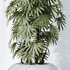 ParadiseBird and Rhapis Excelsa Lady Palm Vase 16 - Thumbnail 5