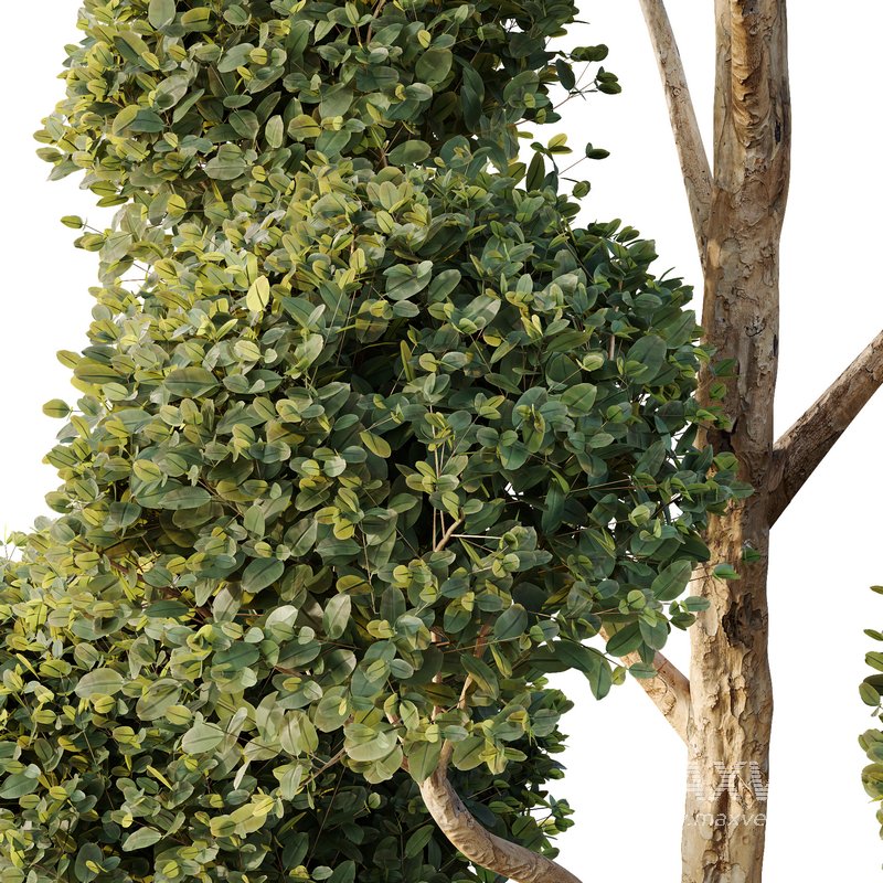 HQ Tree and bush garden box outdoor VOL 41 - Image 5