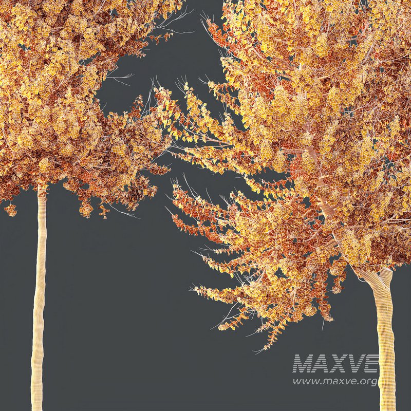 HQ Plants Acer X freemanii Freeman Maple Sapindaceae Set04 - Image 5