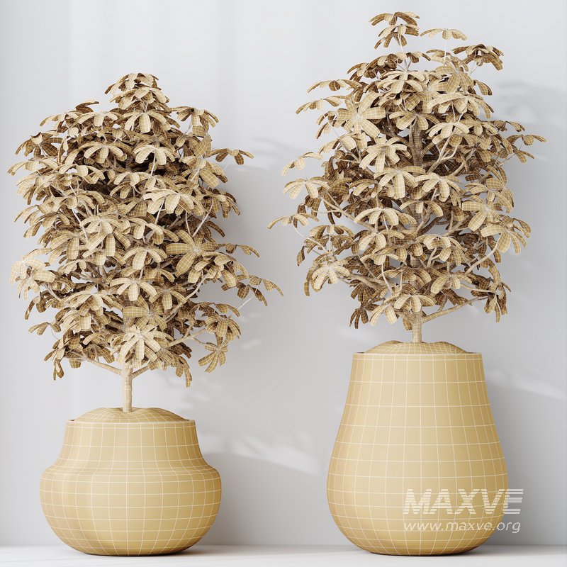 HQ HousePlants Schefflera Arboricola Umbrella Set03 - Image 5