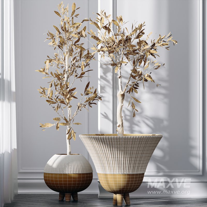 Mission Olive Tree Indoor and Yucca Elephantipes Gigantea Vase 17 - Image 5