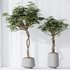 HQ HousePlants Schefflera Arboricola Umbrella Set02 - Thumbnail 5