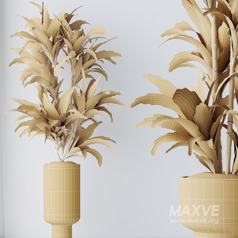 HQ HousePlants Dracaena Warneckii Lemon Lime Cane Dragon Set05 - Image 5