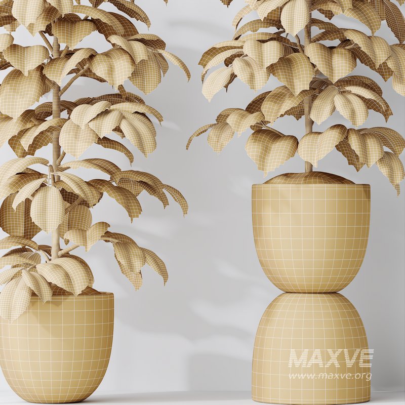 HQ HousePlants Rubber Ficus Elastica Abidjan Melany Set06 - Image 5