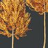 HQ Plants Acer X freemanii Freeman Maple Sapindaceae Set02 - Thumbnail 5