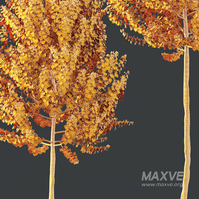 HQ Plants Acer X freemanii Freeman Maple Sapindaceae Set02 - Image 5