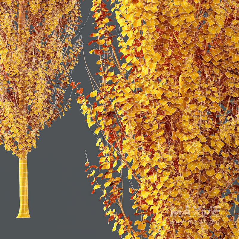 HQ Plants Acer X freemanii Freeman Maple Sapindaceae Armstrong Set03 - Image 5