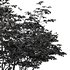 alnus incana - Thumbnail 5
