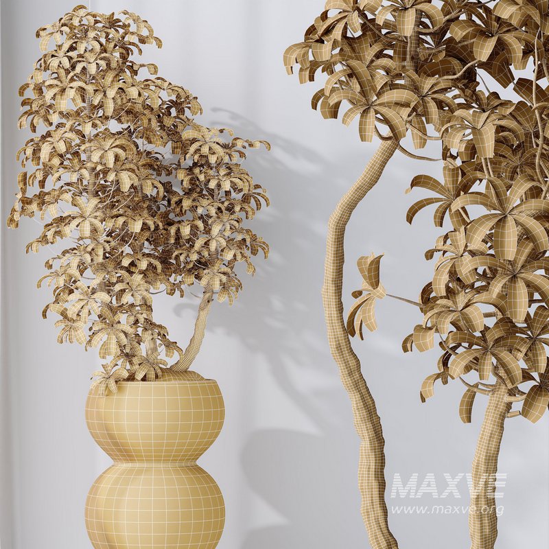 HQ HousePlants Schefflera Arboricola Umbrella Set05 - Image 4