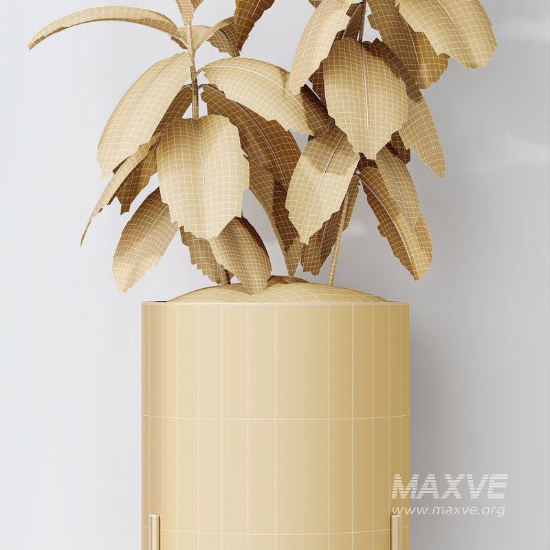 HQ HousePlants Rubber Ficus Elastica Abidjan Melany Set07 - Image 5