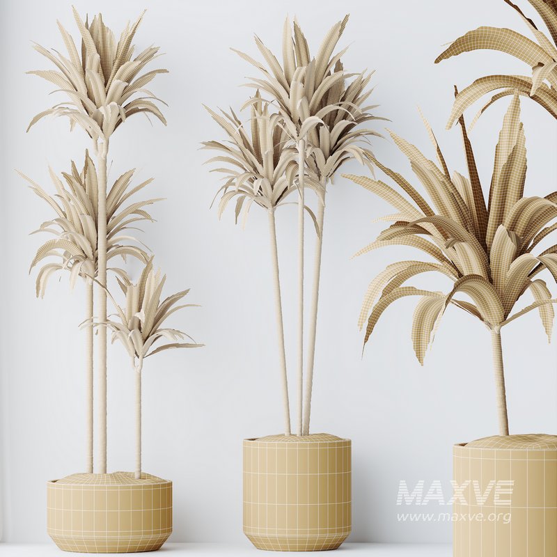 HousePlants Dracaena Warneckii Lemon Lime Cane Dragon Set02 - Image 5