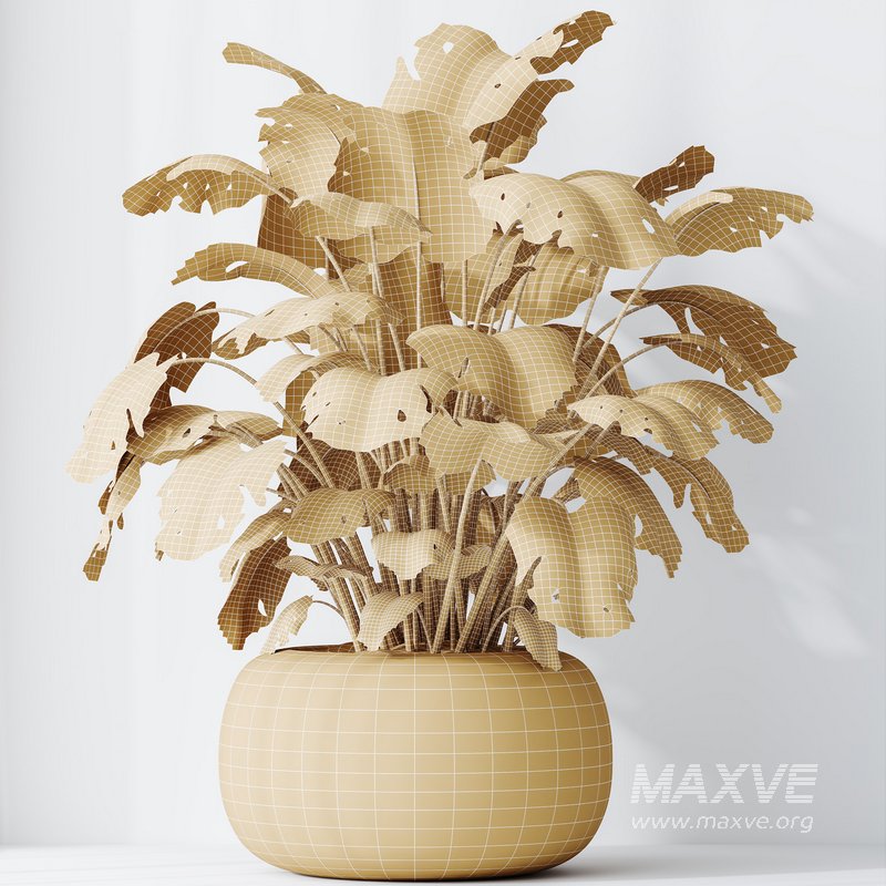 HQ HousePlants Giant Monstera Deliciosa Swiss Cheese - Image 5