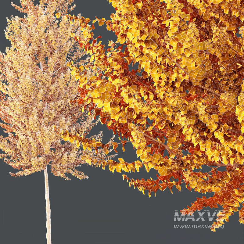 HQ Plants Acer X freemanii Freeman Maple Sapindaceae Set03 - Image 4