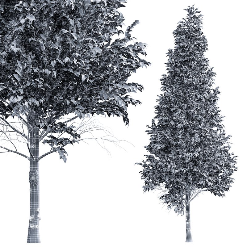 Carpinus Betulus 02 - Image 5