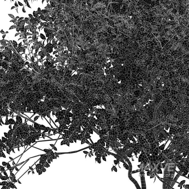 Champaca and Water gum 2 trees - Image 6