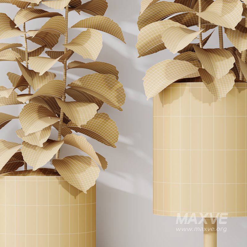 HQ HousePlants Rubber Ficus Elastica Abidjan Melany - Image 6