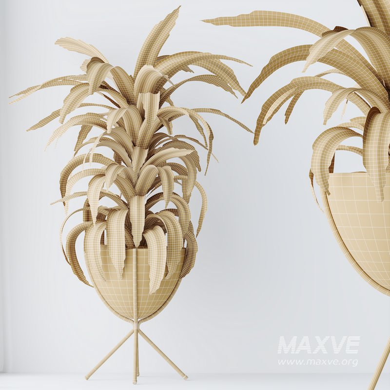 HQ HousePlants Dracaena Warneckii Lemon Lime Cane Dragon - Image 6