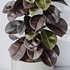 Rubber Ficus Elastica Abidjan Melany Vase 19 - Thumbnail 6