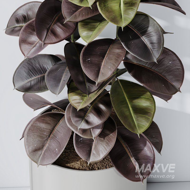 Rubber Ficus Elastica Abidjan Melany Vase 19 - Image 6