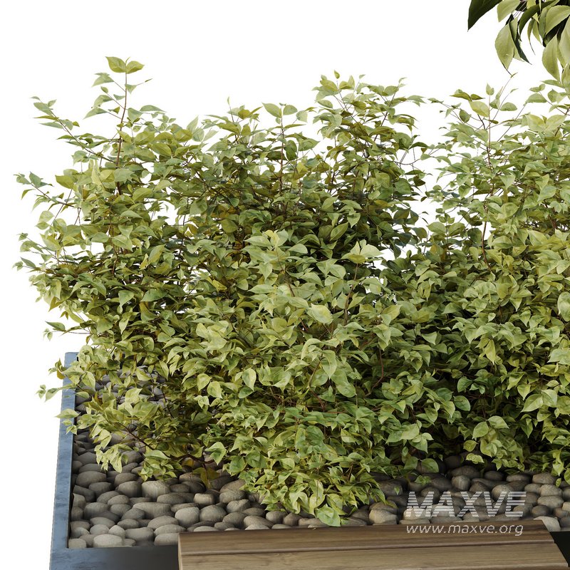 HQ Tree and bush garden box outdoor VOL 34 - Image 6