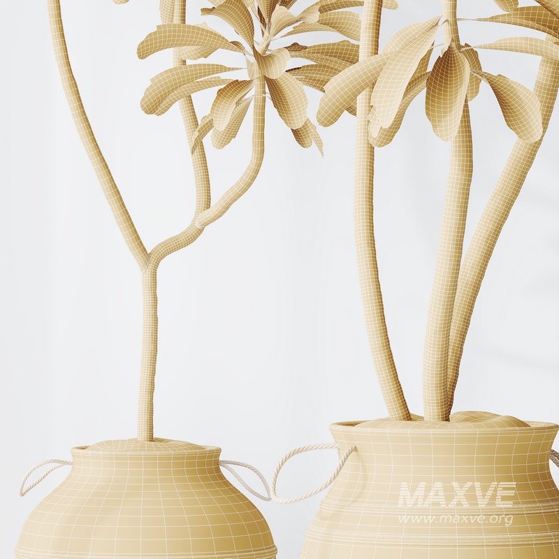 HQ HousePlants Euphorbia Drupifera Sunshine Agaveville Set03 - Image 6