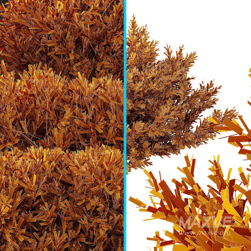 Montra Olive Bush-7 different bush - Image 5