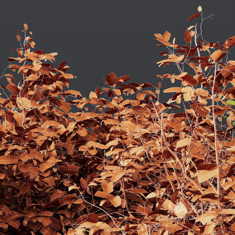 8 different autumn plants - Image 6