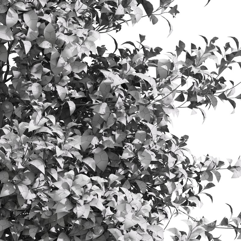 Acer Buergerianum and Saccharinum Spring - Image 5