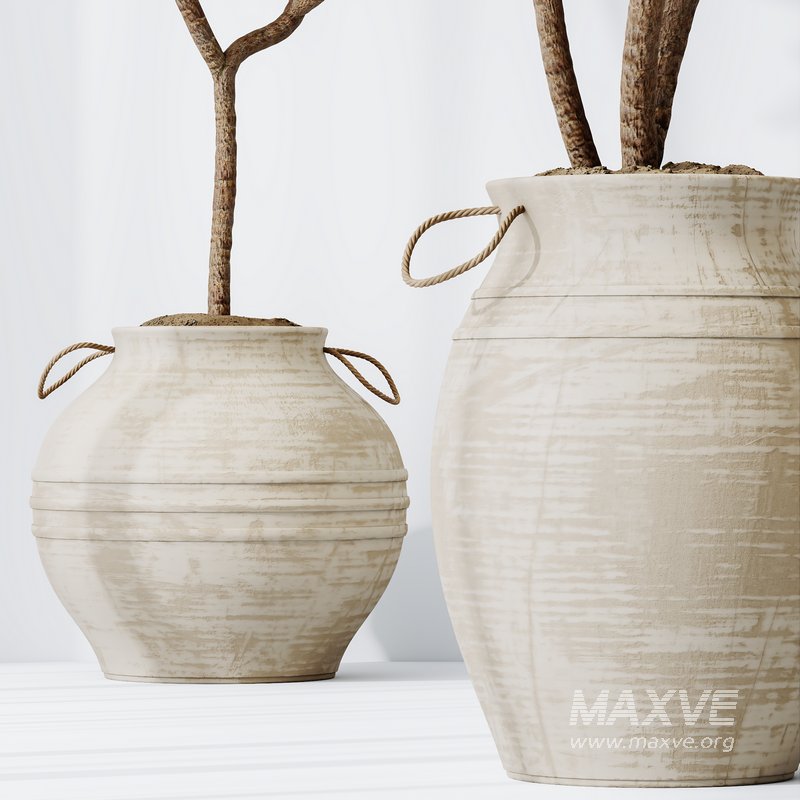 Lemon Cane Dragon and Euphorbia Drupifera set 19 - Image 6