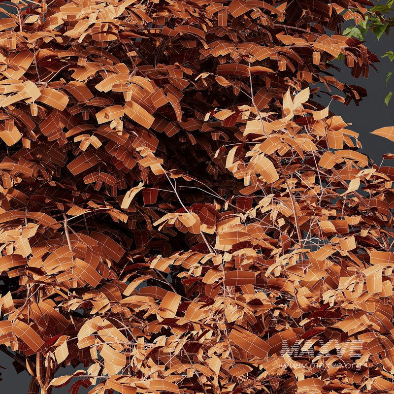 fall bush-6 different bush - Image 5