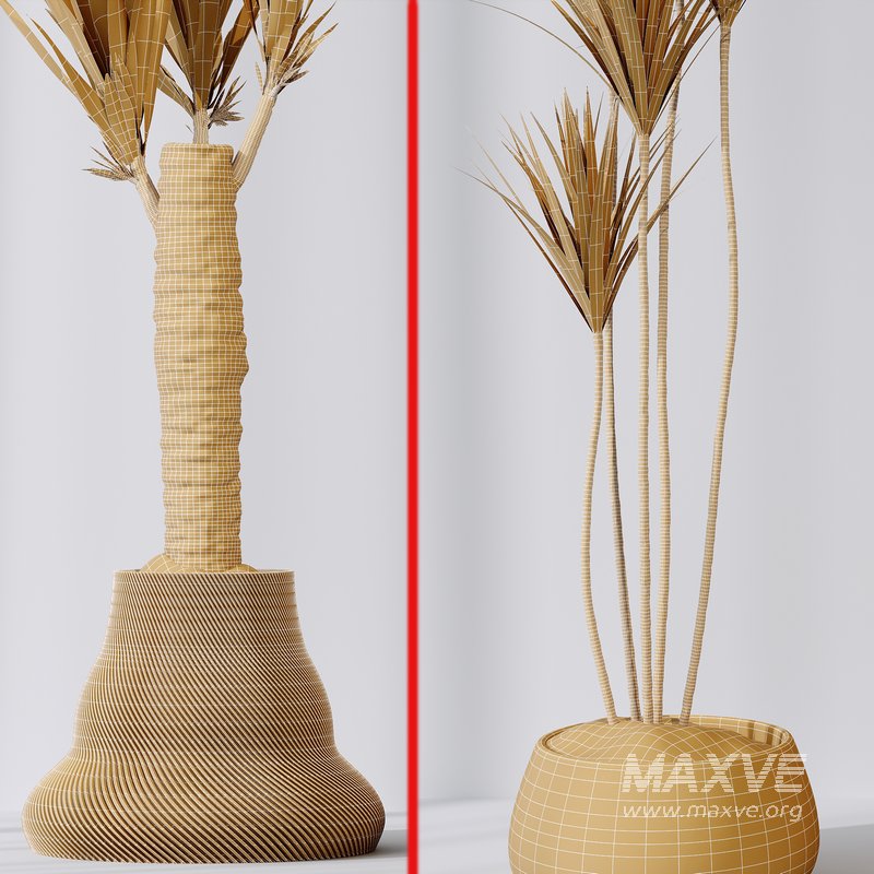 Yucca Elephantipes Gigantea Vase 09 - Image 6