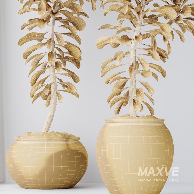 HQ HousePlants Euphorbia Drupifera Sunshine Agaveville Set01 - Image 6