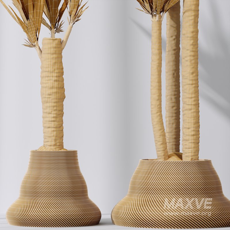 Mission Olive Tree Indoor and Yucca Elephantipes Gigantea Vase 17 - Image 6